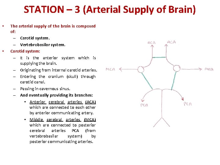 STATION – 3 (Arterial Supply of Brain) • • The arterial supply of the