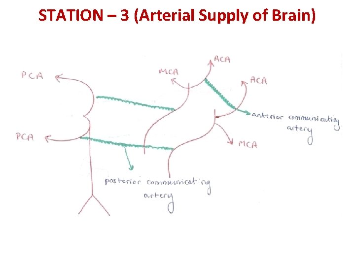 STATION – 3 (Arterial Supply of Brain) 