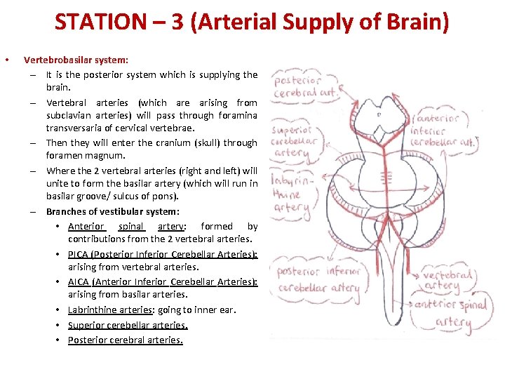 STATION – 3 (Arterial Supply of Brain) • Vertebrobasilar system: – It is the
