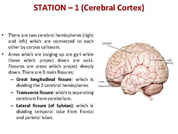 STATION – 1 (Cerebral Cortex) • There are two cerebral hemispheres (right and left)