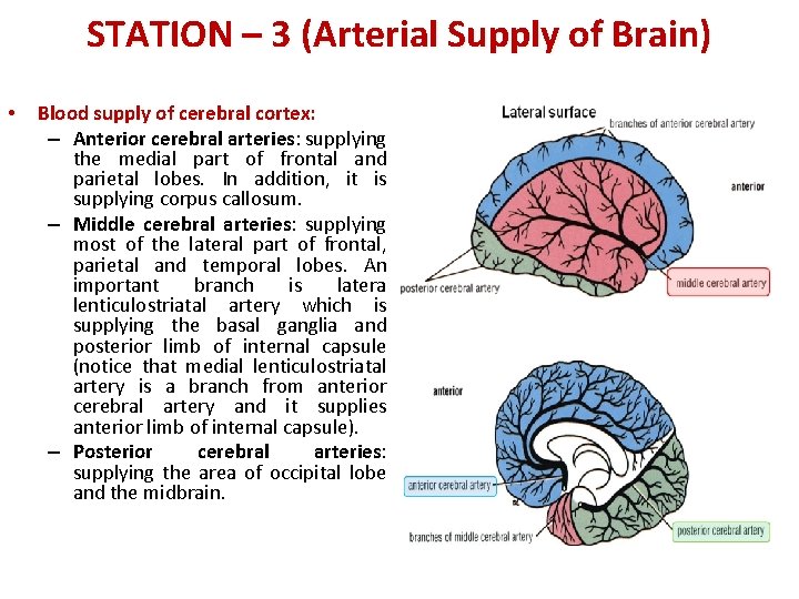 STATION – 3 (Arterial Supply of Brain) • Blood supply of cerebral cortex: –