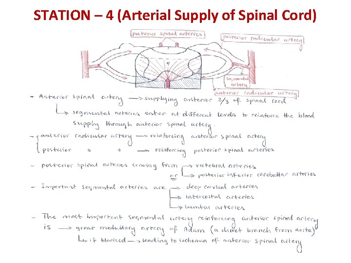 STATION – 4 (Arterial Supply of Spinal Cord) 
