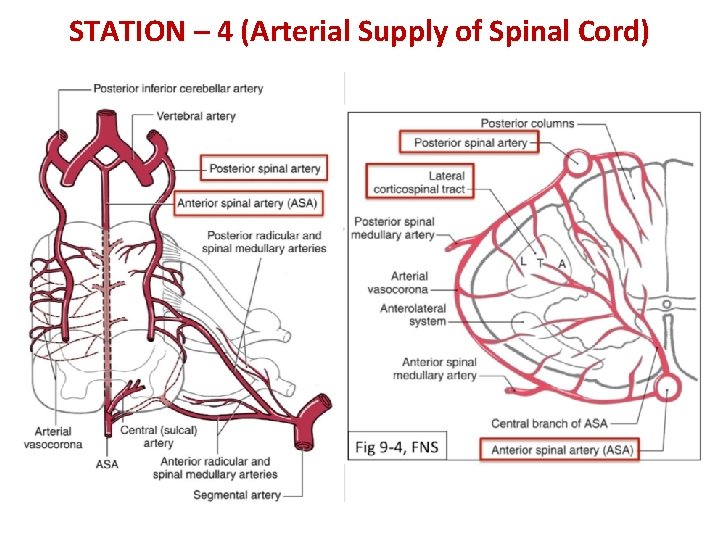 STATION – 4 (Arterial Supply of Spinal Cord) 