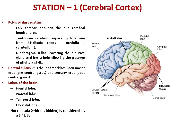 STATION – 1 (Cerebral Cortex) • • • Folds of dura matter: – Falx