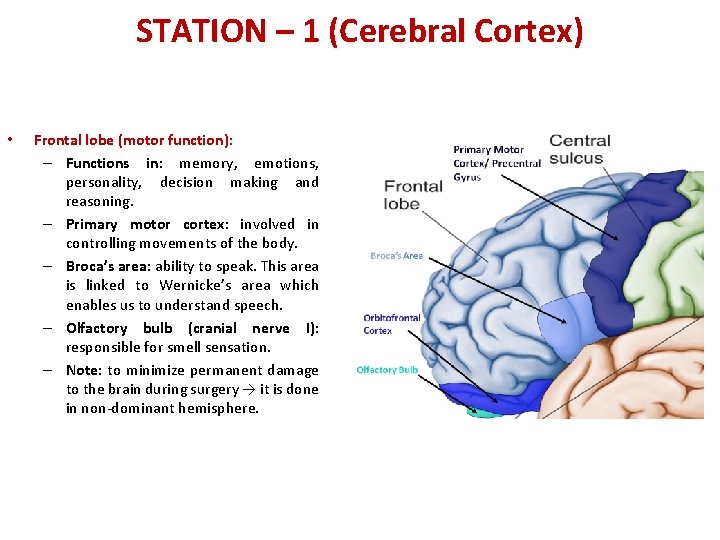 STATION – 1 (Cerebral Cortex) • Frontal lobe (motor function): – Functions in: memory,