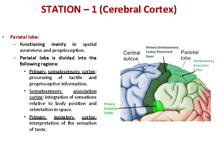 STATION – 1 (Cerebral Cortex) • Parietal lobe: – Functioning mainly in spatial awareness