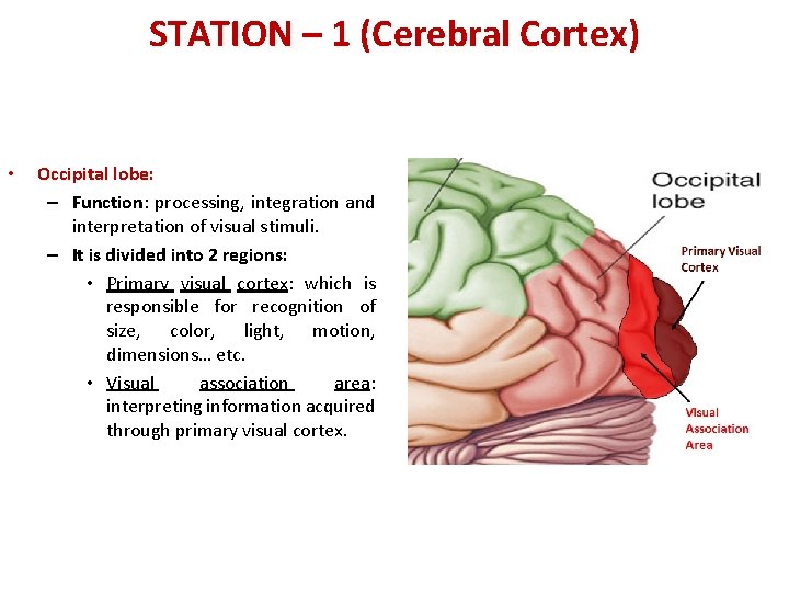 STATION – 1 (Cerebral Cortex) • Occipital lobe: – Function: processing, integration and interpretation