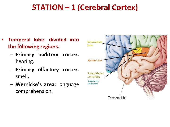 STATION – 1 (Cerebral Cortex) • Temporal lobe: divided into the following regions: –