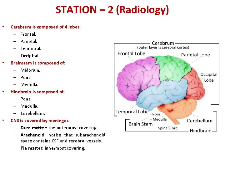 STATION – 2 (Radiology) • • Cerebrum is composed of 4 lobes: – Frontal.