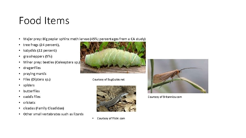 Food Items • • • • Major prey: Big poplar sphinx moth larvae (45%;