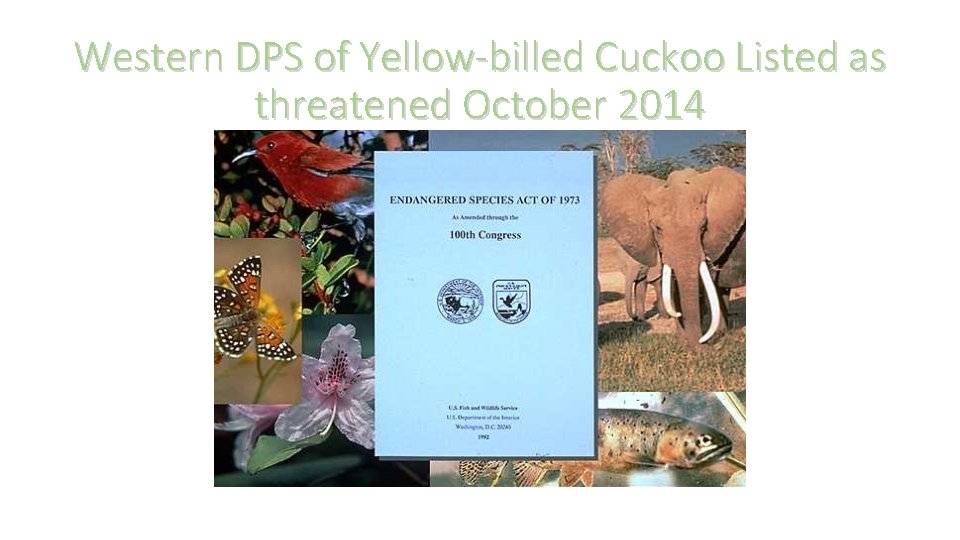 Western DPS of Yellow-billed Cuckoo Listed as threatened October 2014 