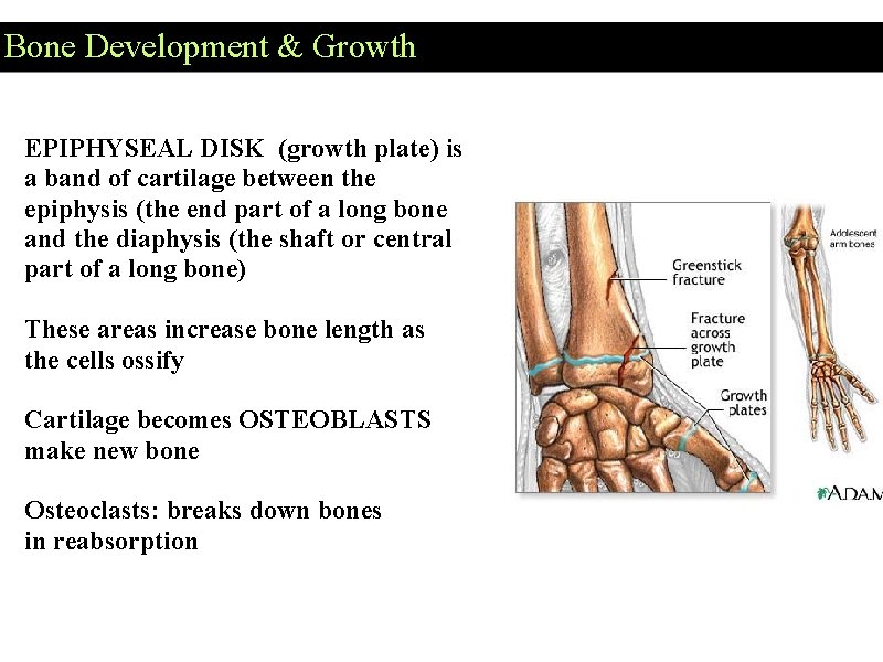 Bone Development & Growth EPIPHYSEAL DISK (growth plate) is a band of cartilage between