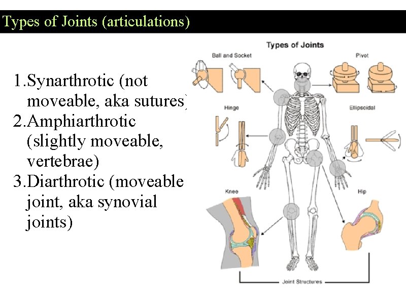 Types of Joints (articulations) 1. Synarthrotic (not moveable, aka sutures) 2. Amphiarthrotic (slightly moveable,