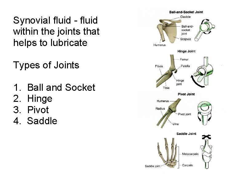 Synovial fluid - fluid within the joints that helps to lubricate Types of Joints
