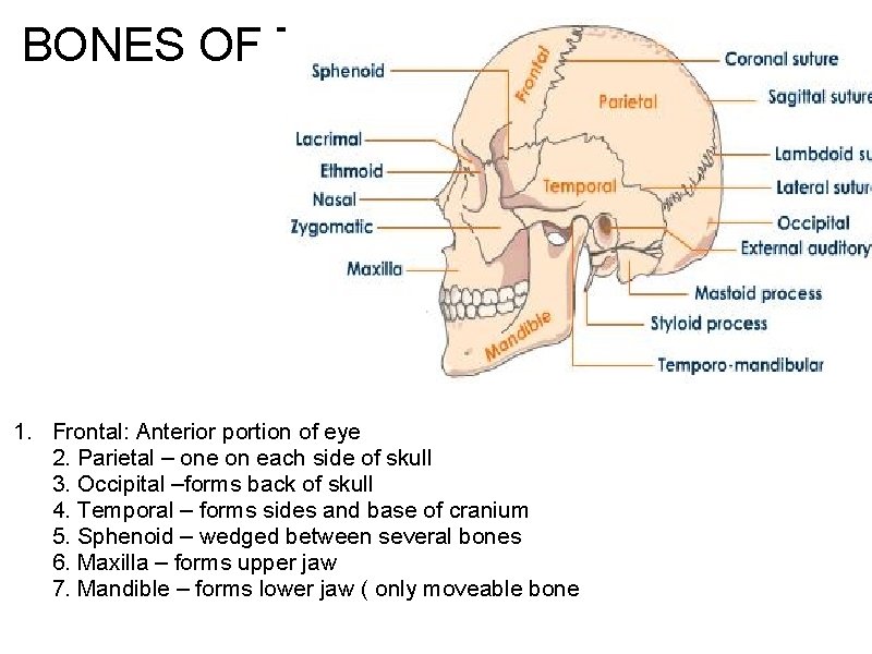 BONES OF THE SKULL 1. Frontal: Anterior portion of eye 2. Parietal – one