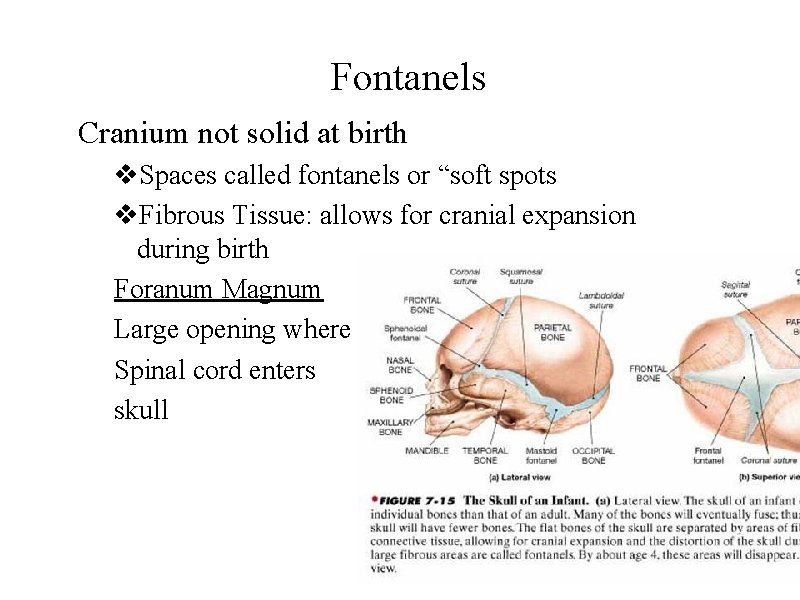Fontanels Cranium not solid at birth v. Spaces called fontanels or “soft spots v.