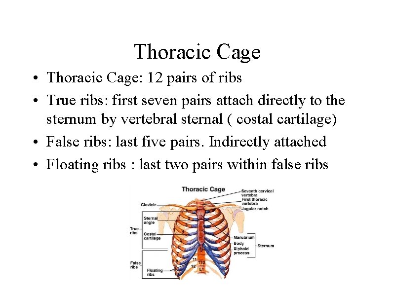 Thoracic Cage • Thoracic Cage: 12 pairs of ribs • True ribs: first seven