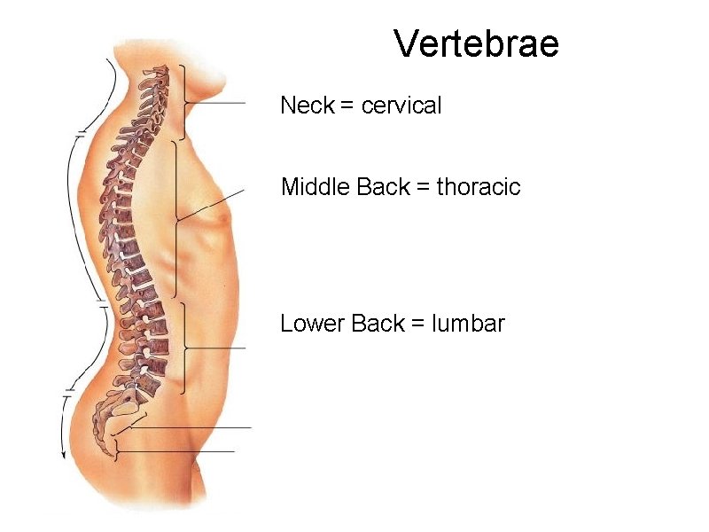 Vertebrae Neck = cervical Middle Back = thoracic Lower Back = lumbar 
