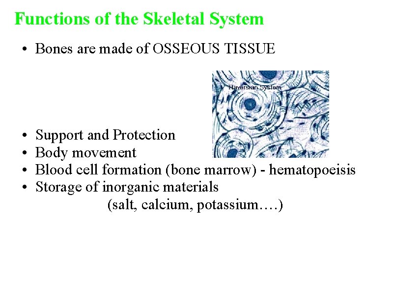 Functions of the Skeletal System • Bones are made of OSSEOUS TISSUE • •