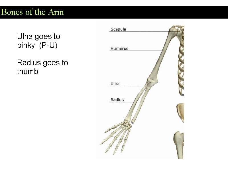 Bones of the Arm Ulna goes to pinky (P-U) Radius goes to thumb 