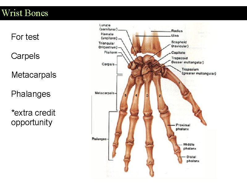 Wrist Bones For test Carpels Metacarpals Phalanges *extra credit opportunity 