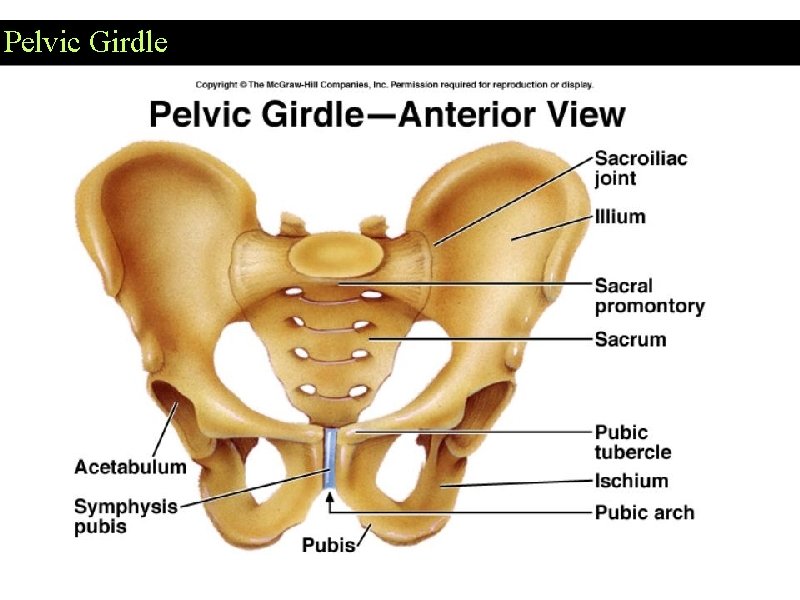 Pelvic Girdle 