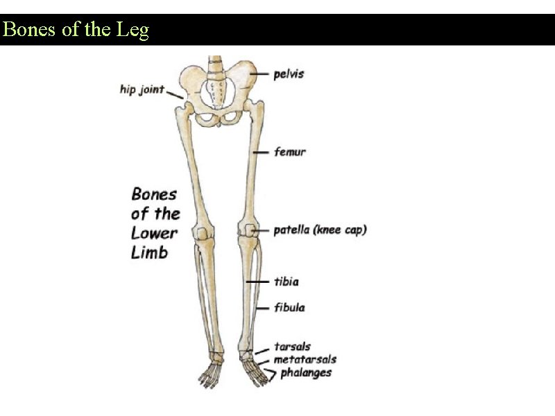 Bones of the Leg 