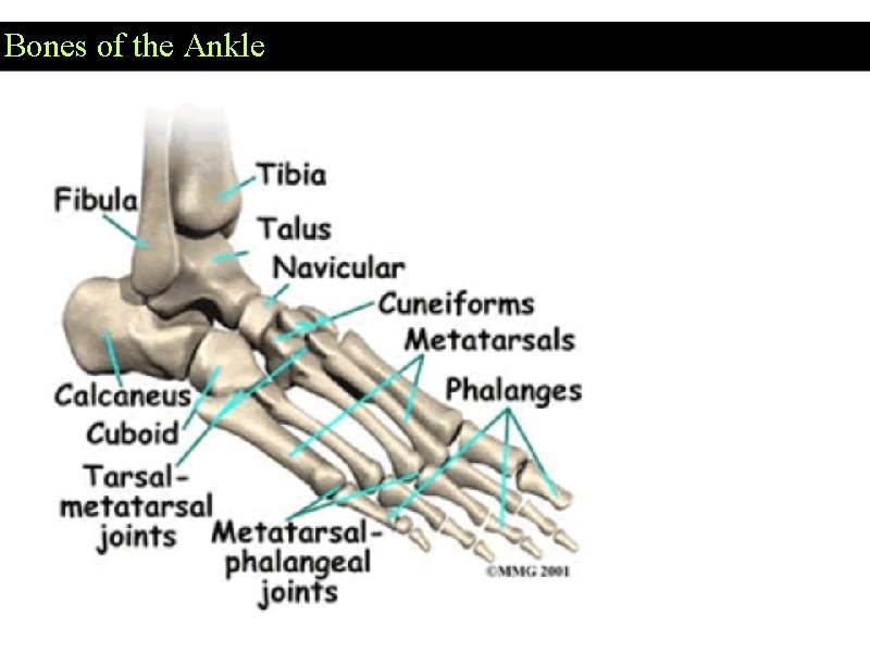 Bones of the Ankle 