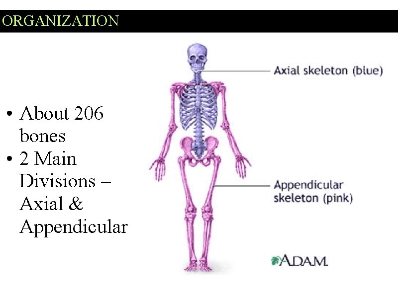 ORGANIZATION • About 206 bones • 2 Main Divisions – Axial & Appendicular 