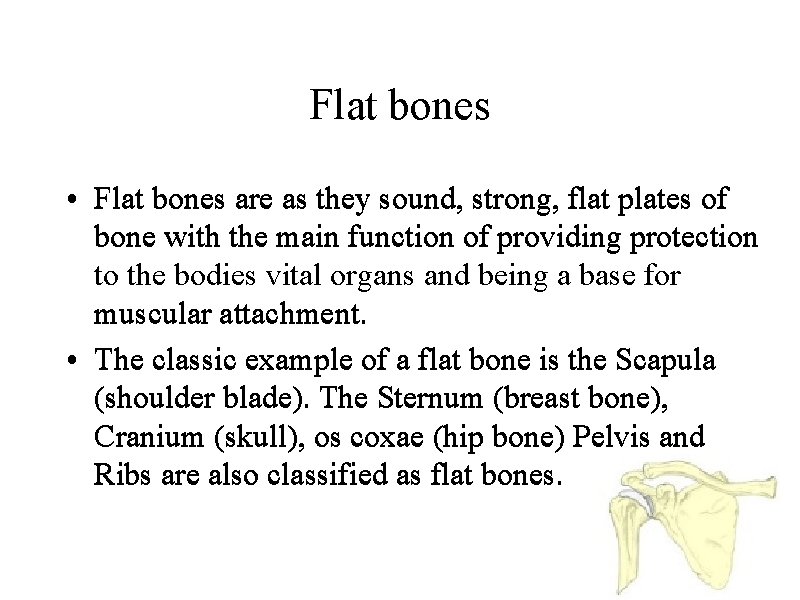 Flat bones • Flat bones are as they sound, strong, flat plates of bone