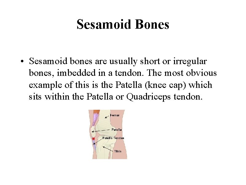 Sesamoid Bones • Sesamoid bones are usually short or irregular bones, imbedded in a