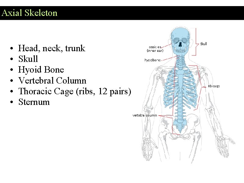 Axial Skeleton • • • Head, neck, trunk Skull Hyoid Bone Vertebral Column Thoracic