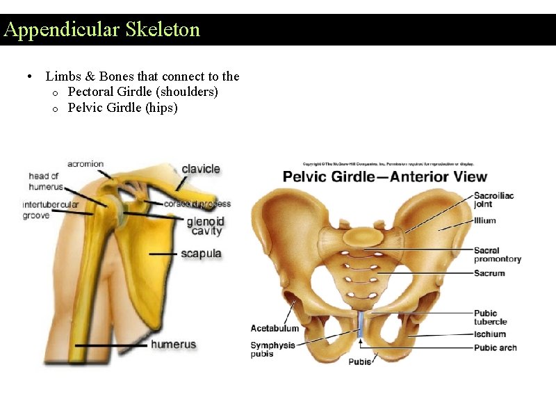 Appendicular Skeleton • Limbs & Bones that connect to the o Pectoral Girdle (shoulders)