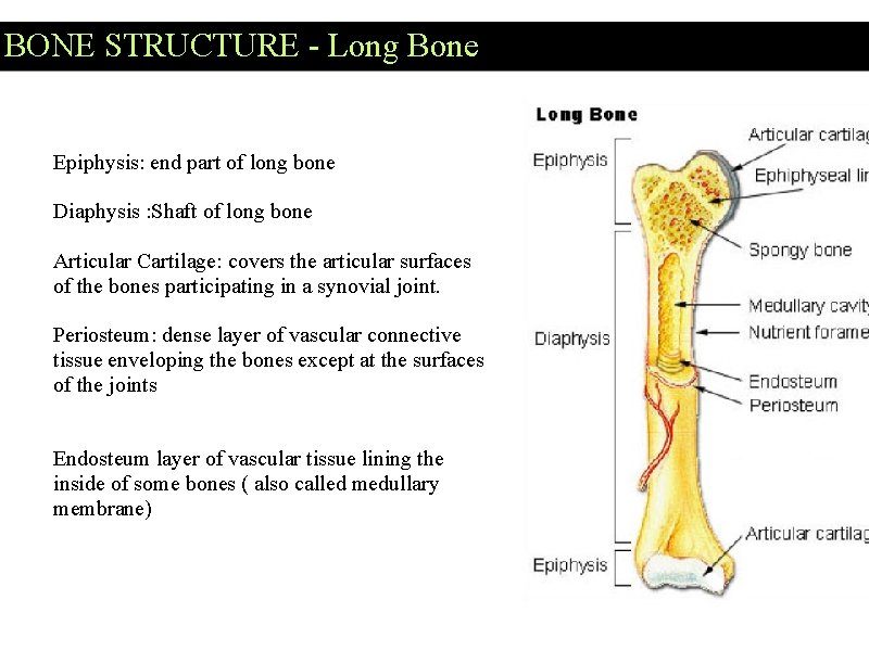 BONE STRUCTURE - Long Bone Epiphysis: end part of long bone Diaphysis : Shaft