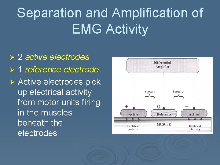 Separation and Amplification of EMG Activity 2 active electrodes Ø 1 reference electrode Ø