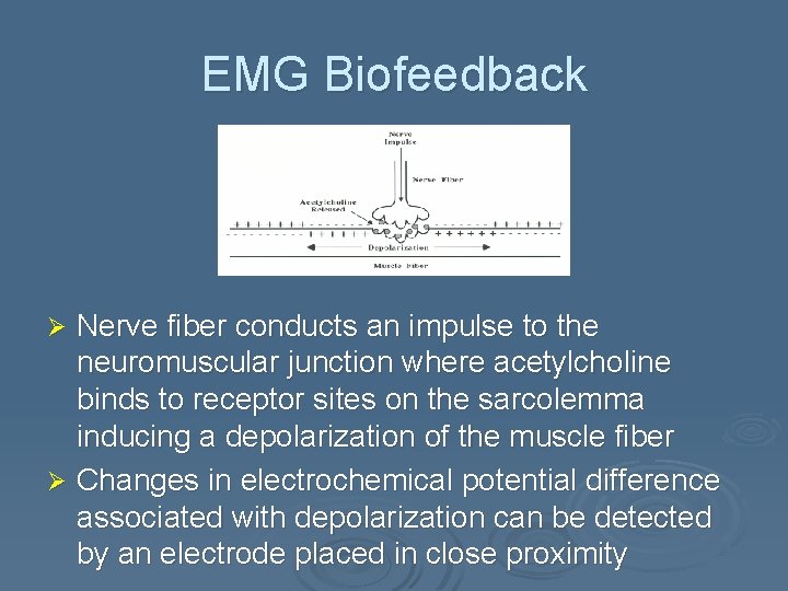 EMG Biofeedback Nerve fiber conducts an impulse to the neuromuscular junction where acetylcholine binds