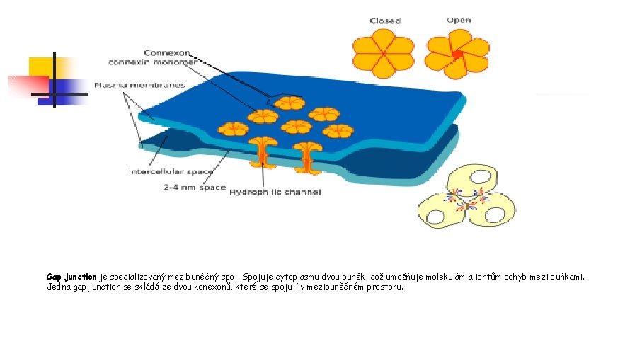 Gap junction je specializovaný mezibuněčný spoj. Spojuje cytoplasmu dvou buněk, což umožňuje molekulám a