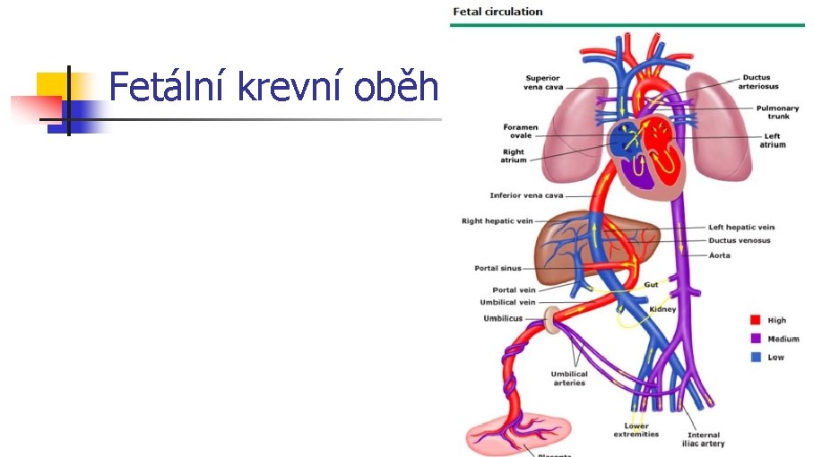 Fetální krevní oběh 