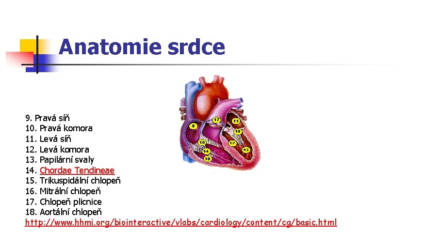 Anatomie srdce 9. Pravá síň 10. Pravá komora 11. Levá síň 12. Levá komora