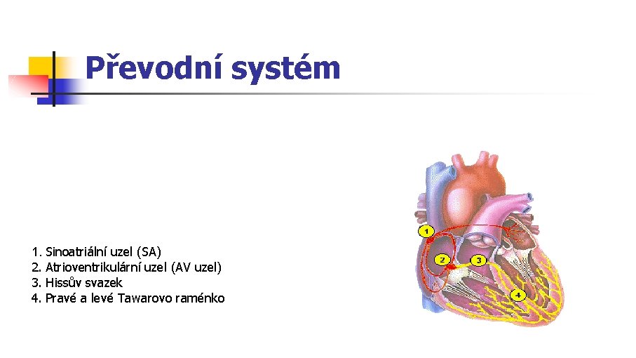 Převodní systém 1. Sinoatriální uzel (SA) 2. Atrioventrikulární uzel (AV uzel) 3. Hissův svazek