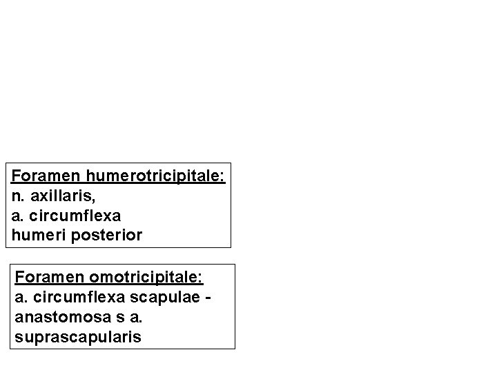 Foramen humerotricipitale: n. axillaris, a. circumflexa humeri posterior Foramen omotricipitale: a. circumflexa scapulae anastomosa