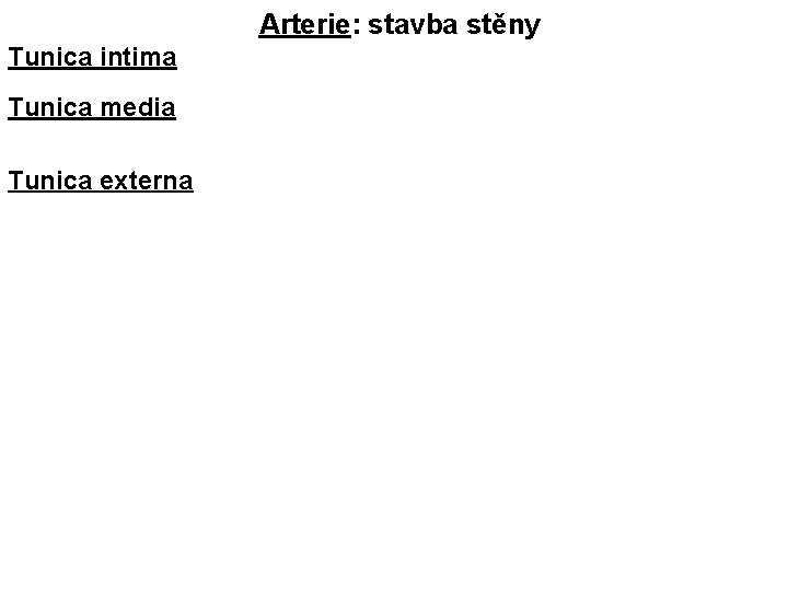 Arterie: stavba stěny Tunica intima Tunica media Tunica externa 