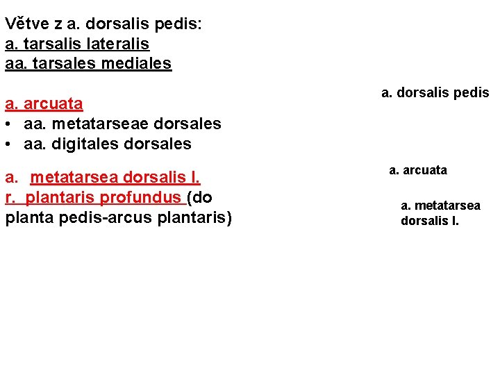 Větve z a. dorsalis pedis: a. tarsalis lateralis aa. tarsales mediales a. arcuata •