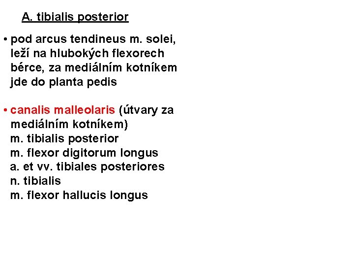 A. tibialis posterior • pod arcus tendineus m. solei, leží na hlubokých flexorech bérce,