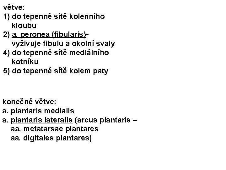 větve: 1) do tepenné sítě kolenního kloubu 2) a. peronea (fibularis)- vyživuje fibulu a