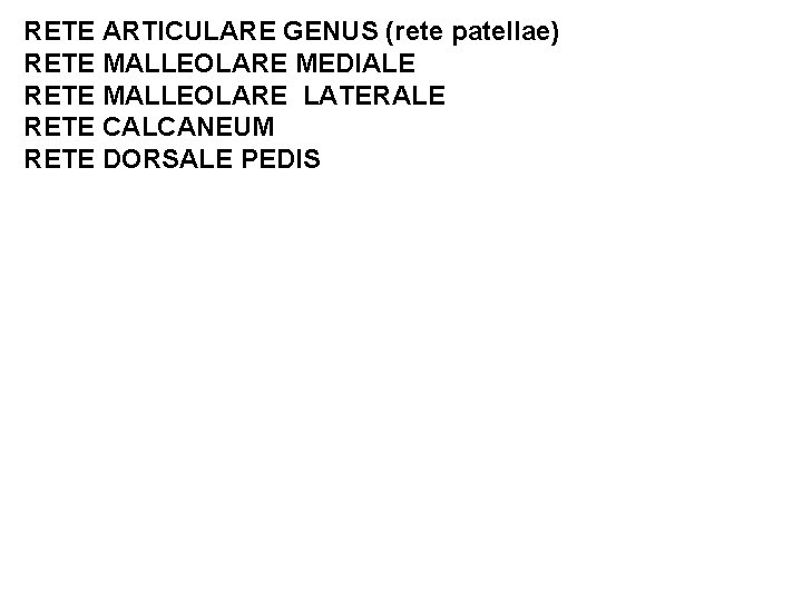 RETE ARTICULARE GENUS (rete patellae) RETE MALLEOLARE MEDIALE RETE MALLEOLARE LATERALE RETE CALCANEUM RETE