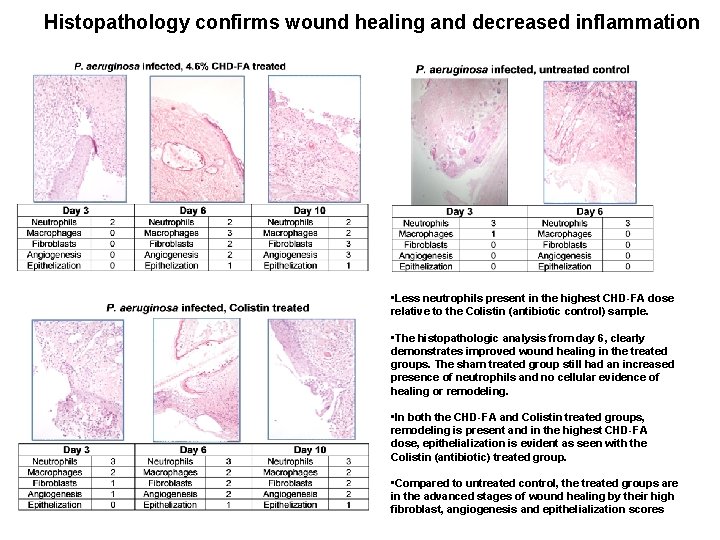 Histopathology confirms wound healing and decreased inflammation • Less neutrophils present in the highest