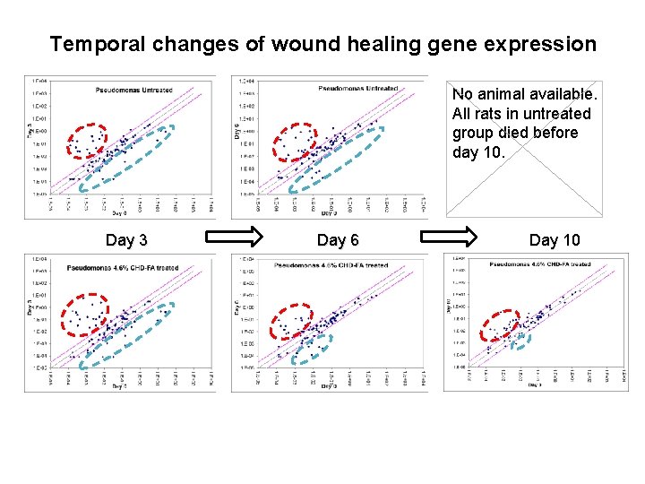 Temporal changes of wound healing gene expression No animal available. All rats in untreated