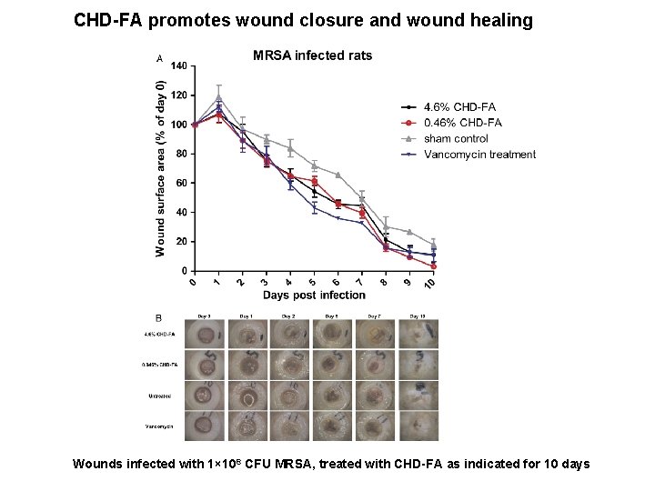 CHD-FA promotes wound closure and wound healing Wounds infected with 1× 108 CFU MRSA,