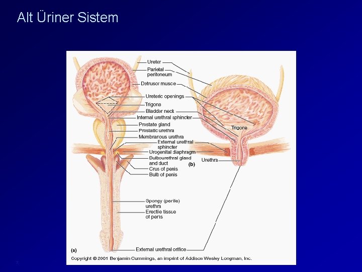 Alt Üriner Sistem 2 ICCS slide library v 1 2011 